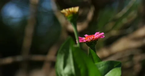 Flowers Stock Footage 132217582