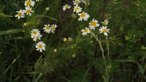 Flowers Stock Footage 134006132