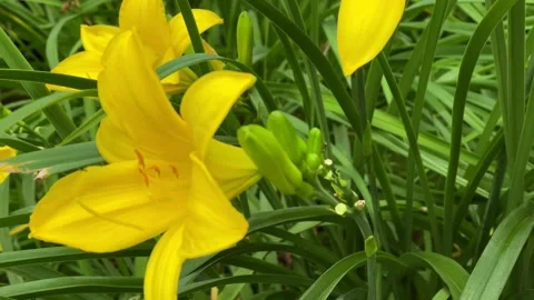 Flowers Stock Footage 135841256