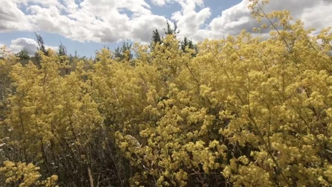 Flowers Stock Footage 138264928