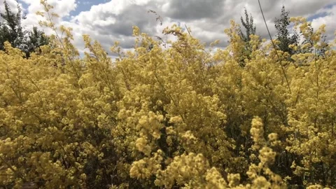 Flowers Stock Footage 138264948