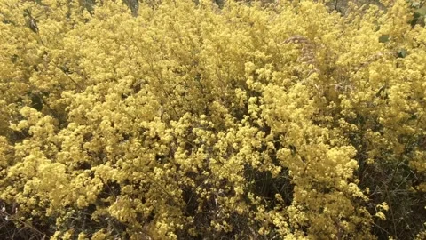 Flowers Stock Footage 138264951