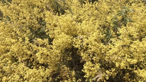 Flowers Stock Footage 138264953