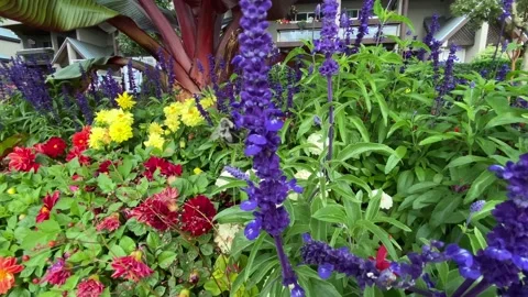 Flowers Stock Footage 138540955