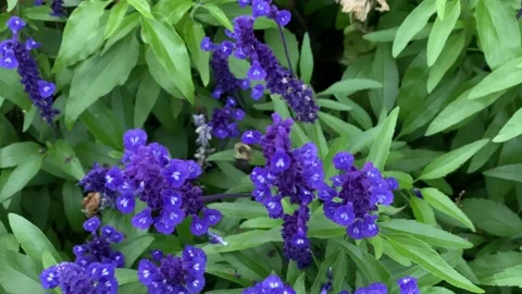 Flowers Stock Footage 138540957