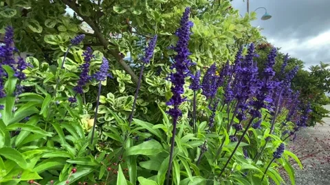 Flowers Stock Footage 138540973