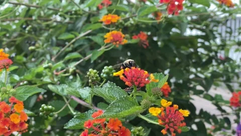 Flowers Stock Footage 138541021