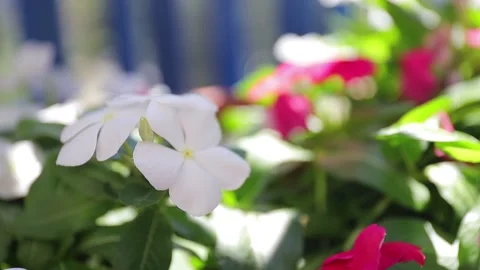 Flowers Stock Footage 138562806