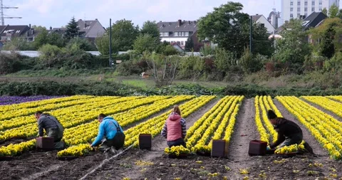 Flowers Stock Footage 141193382