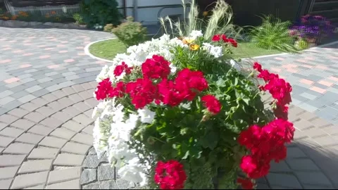 Flowers Video stock 141256719