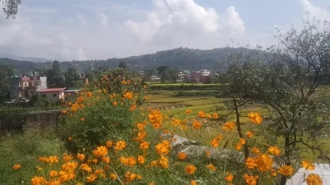 Flowers 💐 動画素材 141421036