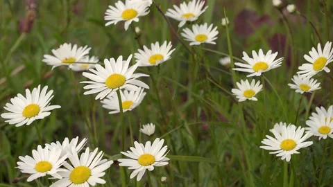 Flowers Stock Footage 142198983