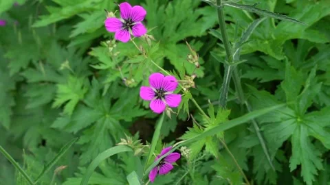 Flowers Stock Footage 142210395