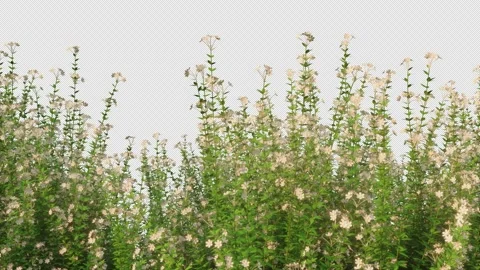 Flowers Stock-Footage 143610252