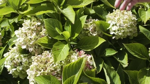 Flowers 스톡 동영상 144899165