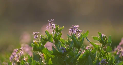 Flowers Stock Footage 145020884