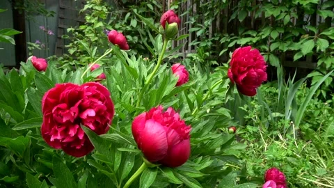 Flowers 库存影片 146629336