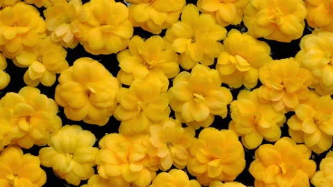 Flowers Stock-Footage 149366026