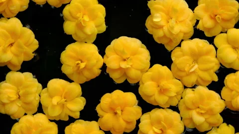 Flowers Video stock 149373250