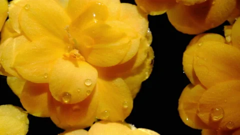 Flowers Stock-Footage 149373354