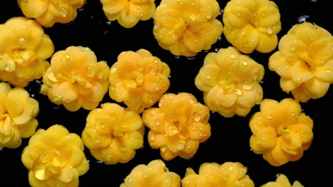 Flowers Stock-Footage 149373469