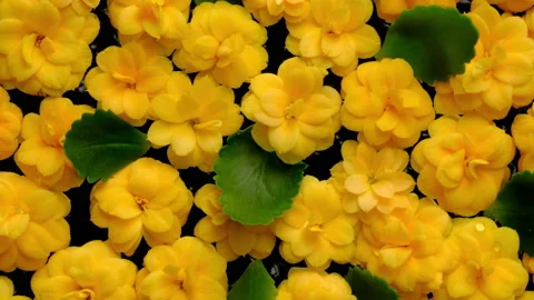 Flowers Stock-Footage 149373485