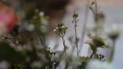 Flowers Stock-Footage 152825040