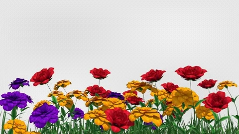 Flowers Stock Footage 157375160