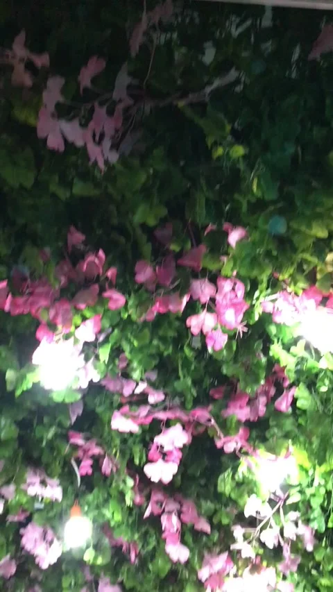 Flowers Stock Footage 172350243