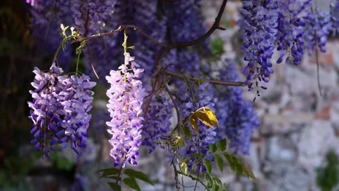Flowers Stock Footage 187644366