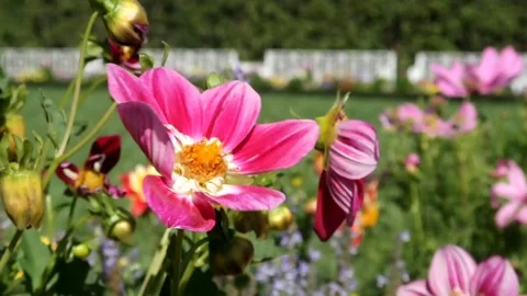 Flowers Stock Footage 210756369
