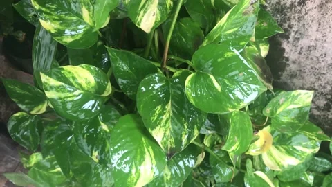 Flowers Stock Footage 213801689