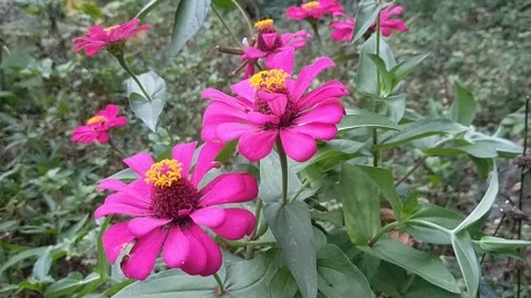 Flowers Stock Footage 214739659