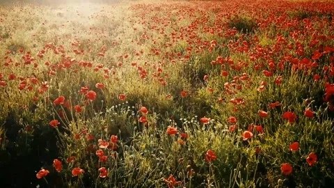 Flowers Stock Footage 223707141