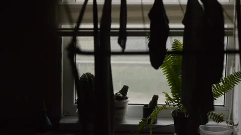 Flowers Video stock 224868813