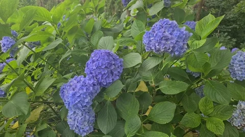 Flowers 스톡 동영상 227852330