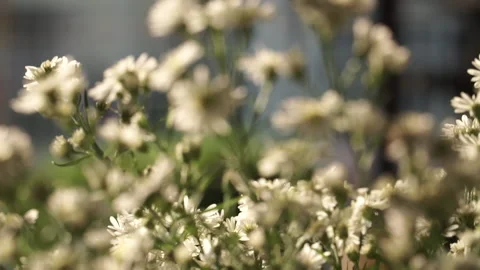 Flowers Stock Footage 230956501
