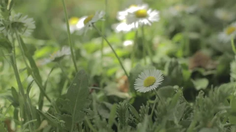 Flowers Stockbeeldmateriaal 235971851