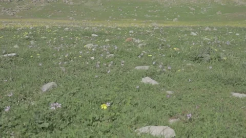 Flowers Stock Footage 235972877