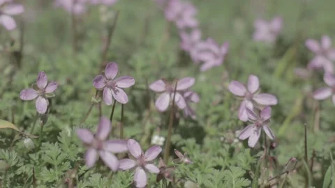 Flowers Stockbeeldmateriaal 235972880
