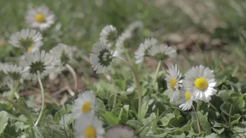 Flowers Stockbeeldmateriaal 235972983