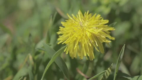 Flowers Stock Footage 235972996