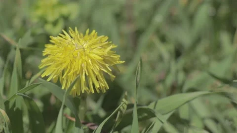 Flowers Stock Footage 235973001