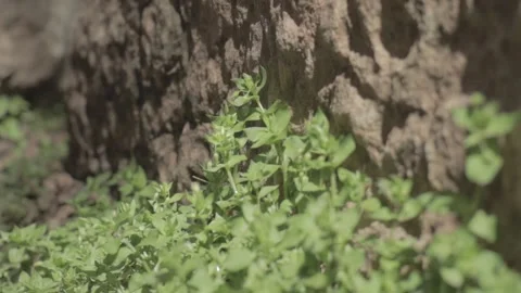 Flowers Stock Footage 235973008