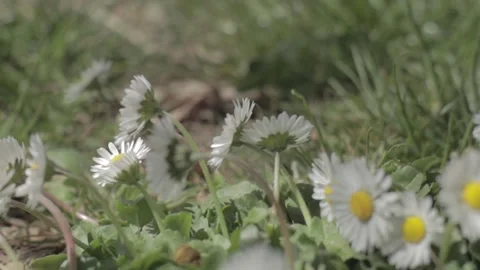 Flowers Stock Footage 235973023