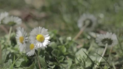 Flowers Stock Footage 235973034