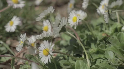 Flowers Stock Footage 235973080