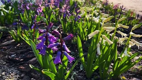 Flowers Stock Footage 237320271