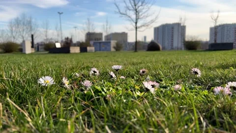 Flowers Stock Footage 238378940