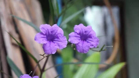 Flowers Stock Footage 240104335